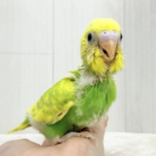 ピチピチ💕︎若々しいビタミンカラー🍋セキセイインコのヒナ(グリーンスパングル)入荷しました❤️