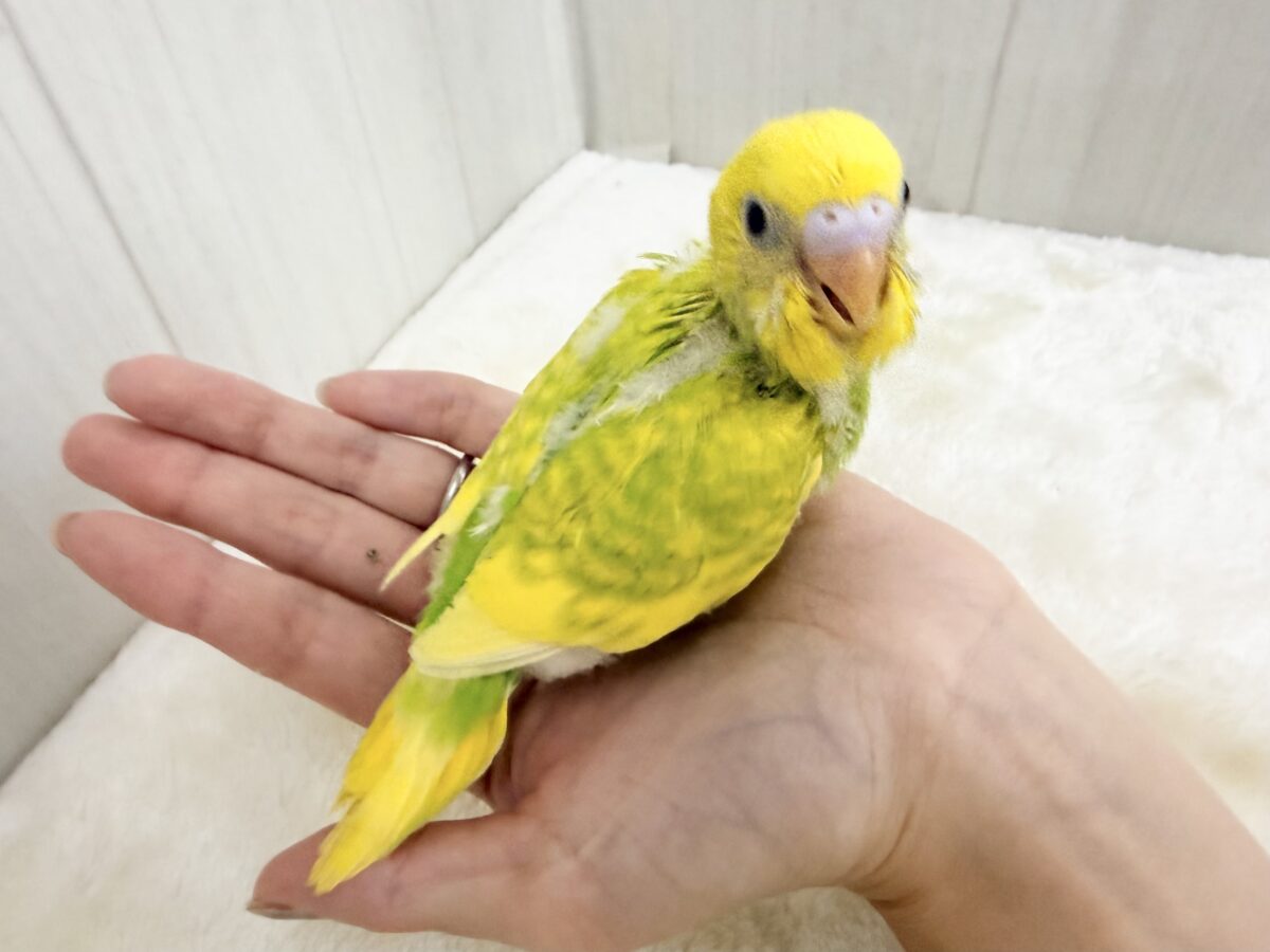 ピチピチ💕︎若々しいビタミンカラー🍋セキセイインコのヒナ(グリーンスパングル)入荷しました❤️ セキセイインコ