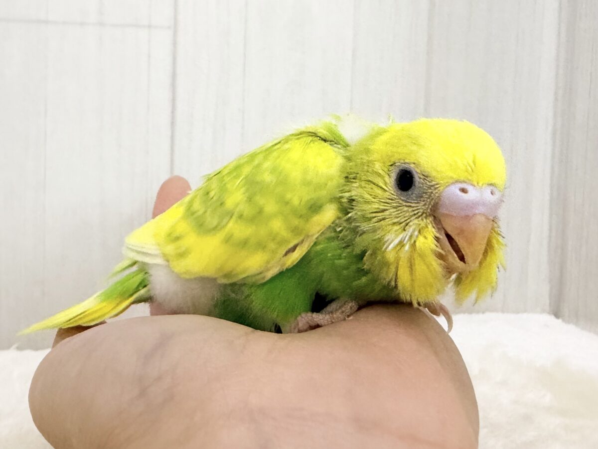 ピチピチ💕︎若々しいビタミンカラー🍋セキセイインコのヒナ(グリーンスパングル)入荷しました❤️ セキセイインコ