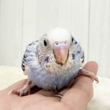 人気カラー登場🦋✨️セキセイインコのヒナ(ブルーパイド)入荷しました❤️