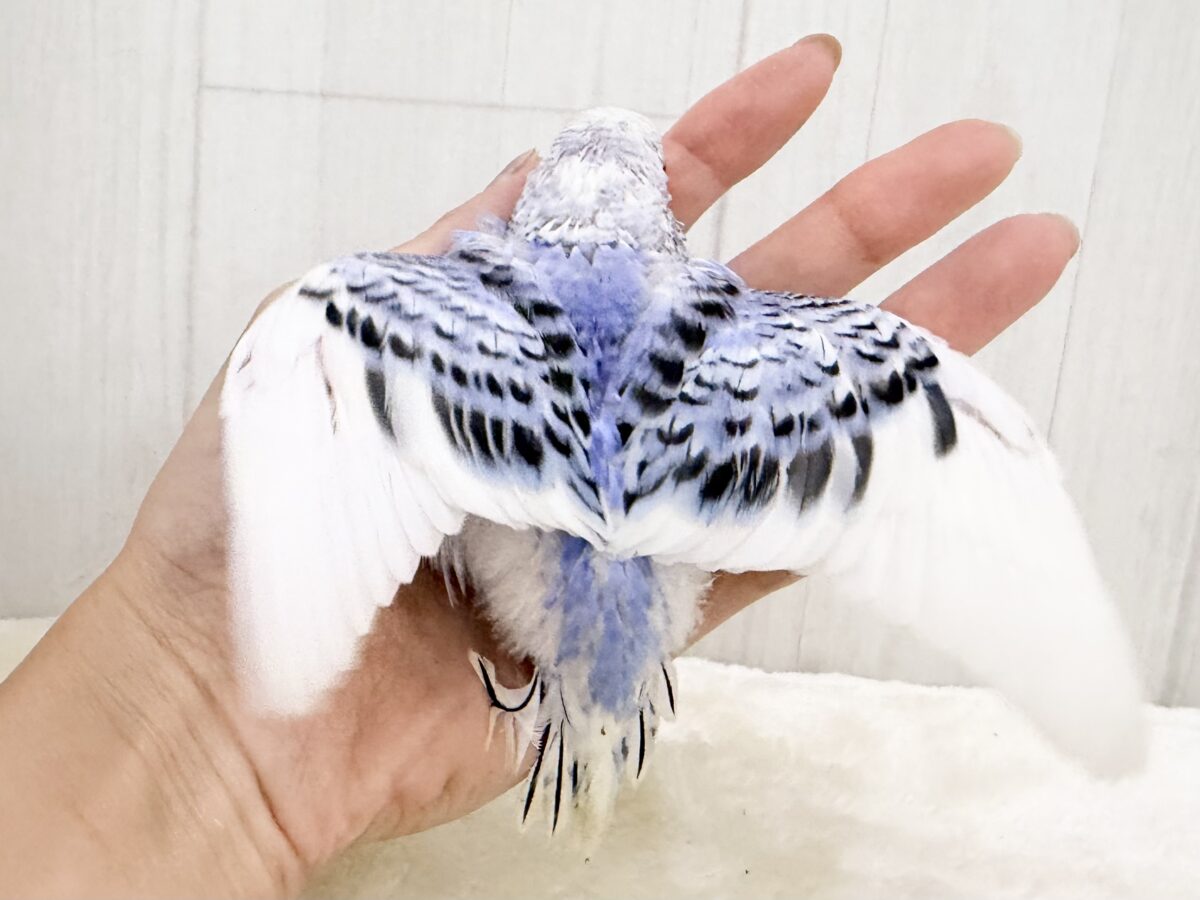 人気カラー登場🦋✨️セキセイインコのヒナ(ブルーパイド)入荷しました❤️ セキセイインコ