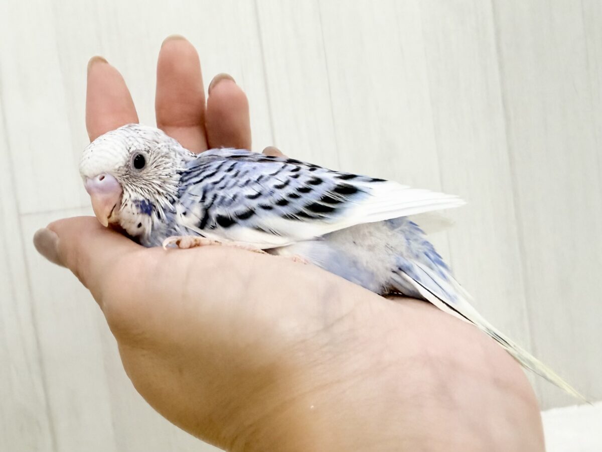 人気カラー登場🦋✨️セキセイインコのヒナ(ブルーパイド)入荷しました❤️ セキセイインコ