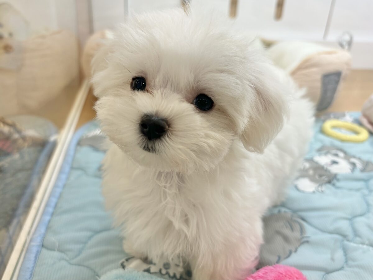 私の名前はかわいいなの〜?マルチーズちゃん! マルチーズ