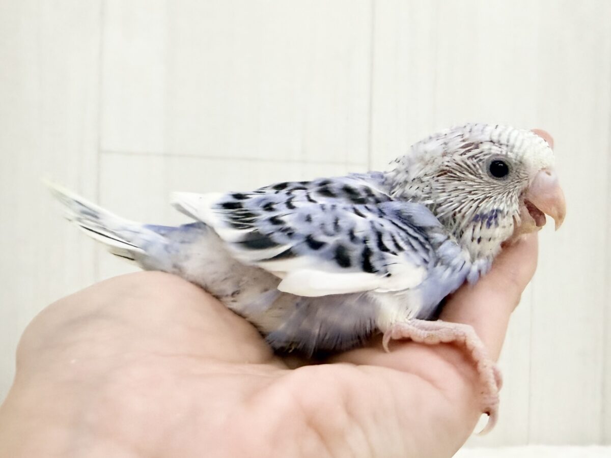 人気カラー登場🦋✨️セキセイインコのヒナ(ブルーパイド)入荷しました❤️ セキセイインコ