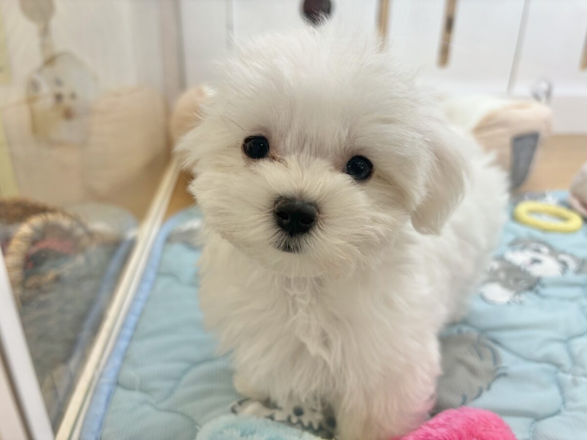 私の名前はかわいいなの〜?マルチーズちゃん! マルチーズ