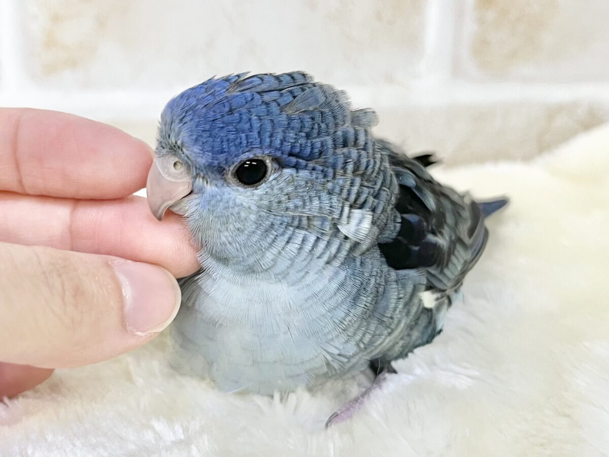 サザナミインコ