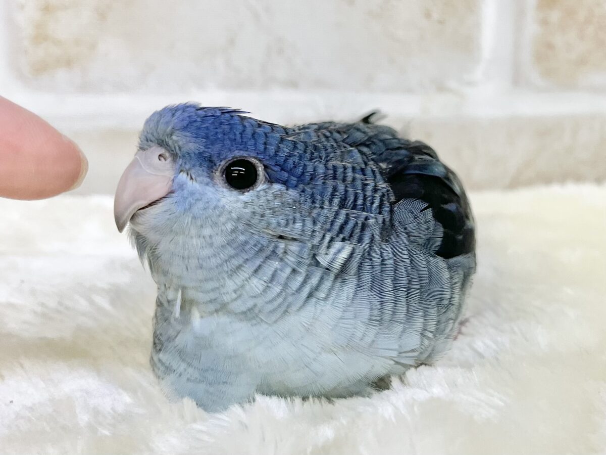 サザナミインコ