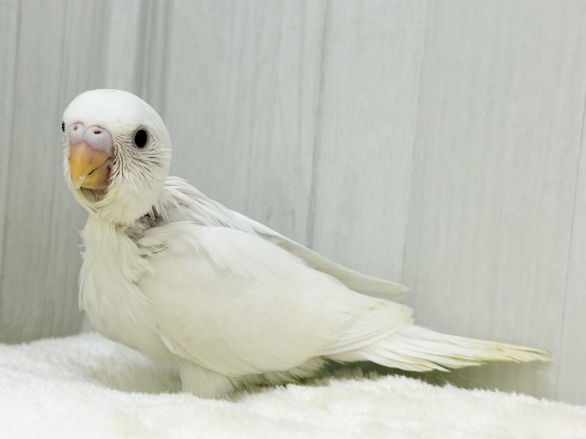 まっしろな天使が舞い降りる〜👼💕︎セキセイインコのヒナ(アルビノ)入荷しました❤️ セキセイインコ