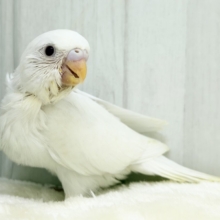 まっしろな天使が舞い降りる〜👼💕︎セキセイインコのヒナ(アルビノ)入荷しました❤️