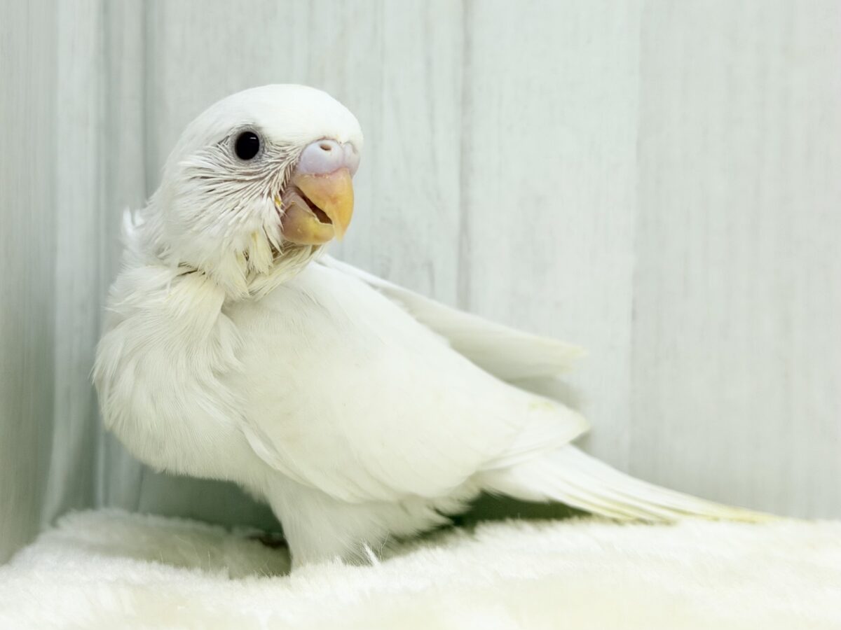 まっしろな天使が舞い降りる〜👼💕︎セキセイインコのヒナ(アルビノ)入荷しました❤️