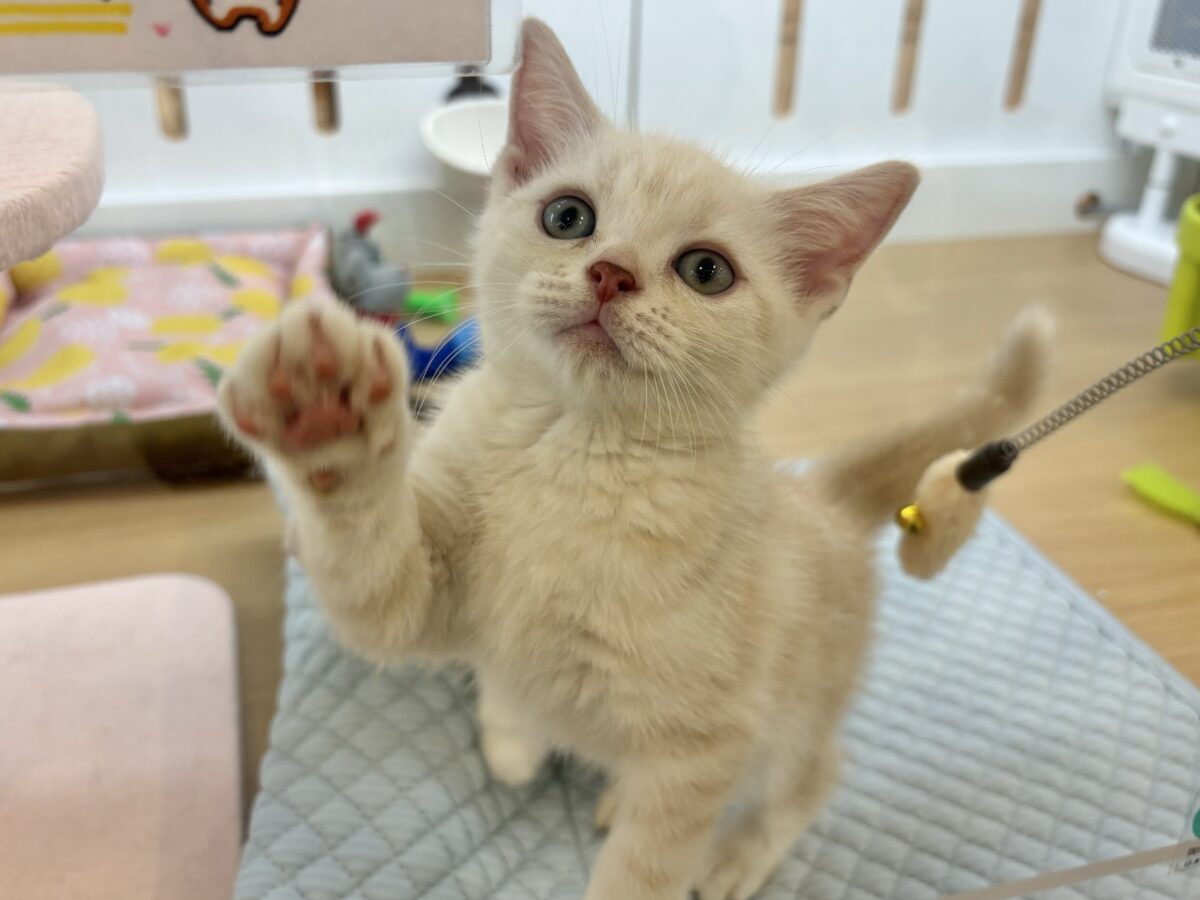 あ……あたちは甘えたがりですっ♡アメリカンショートヘアちゃん! アメリカンショートヘア