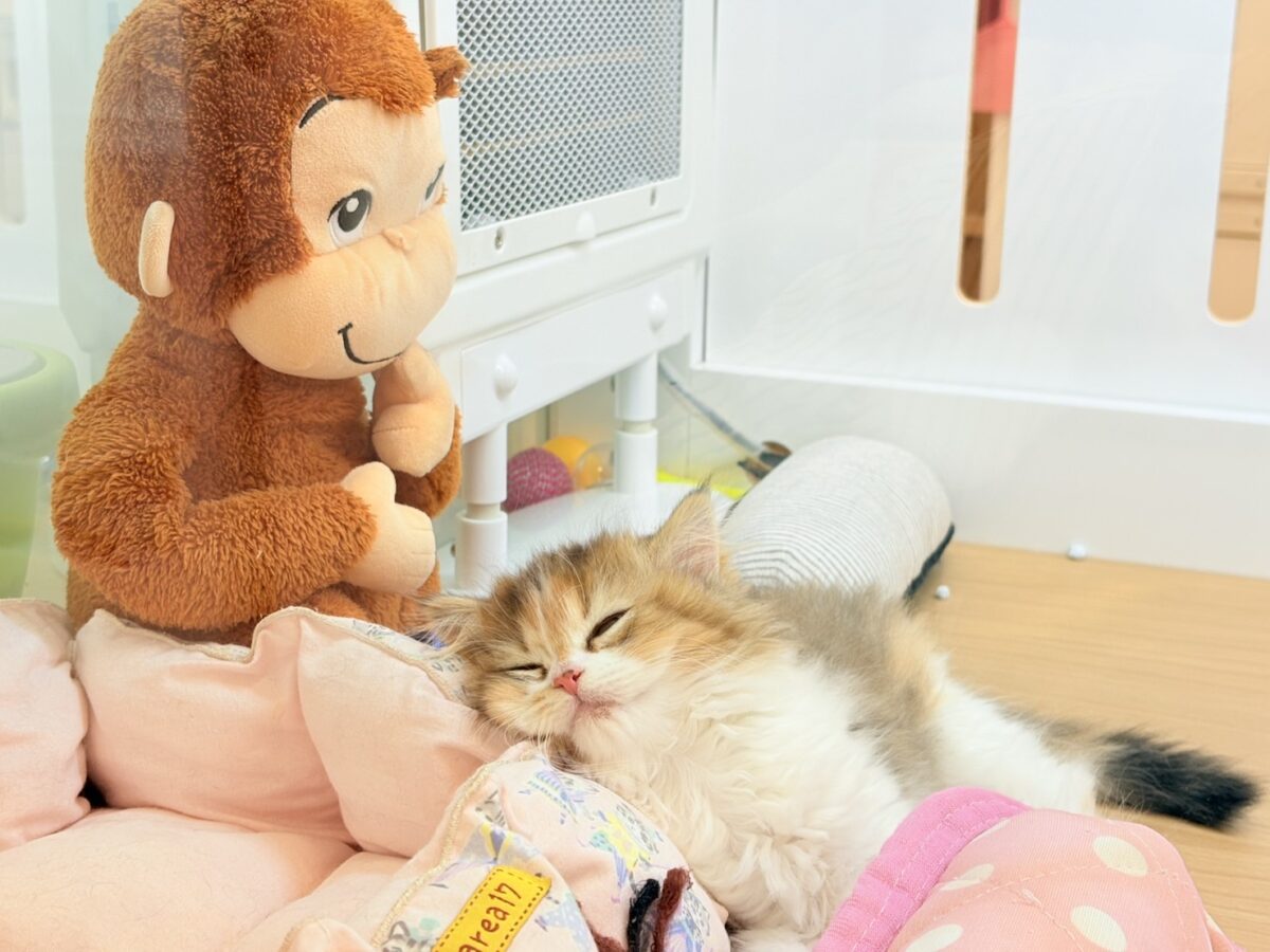 ブリティッシュショートヘア