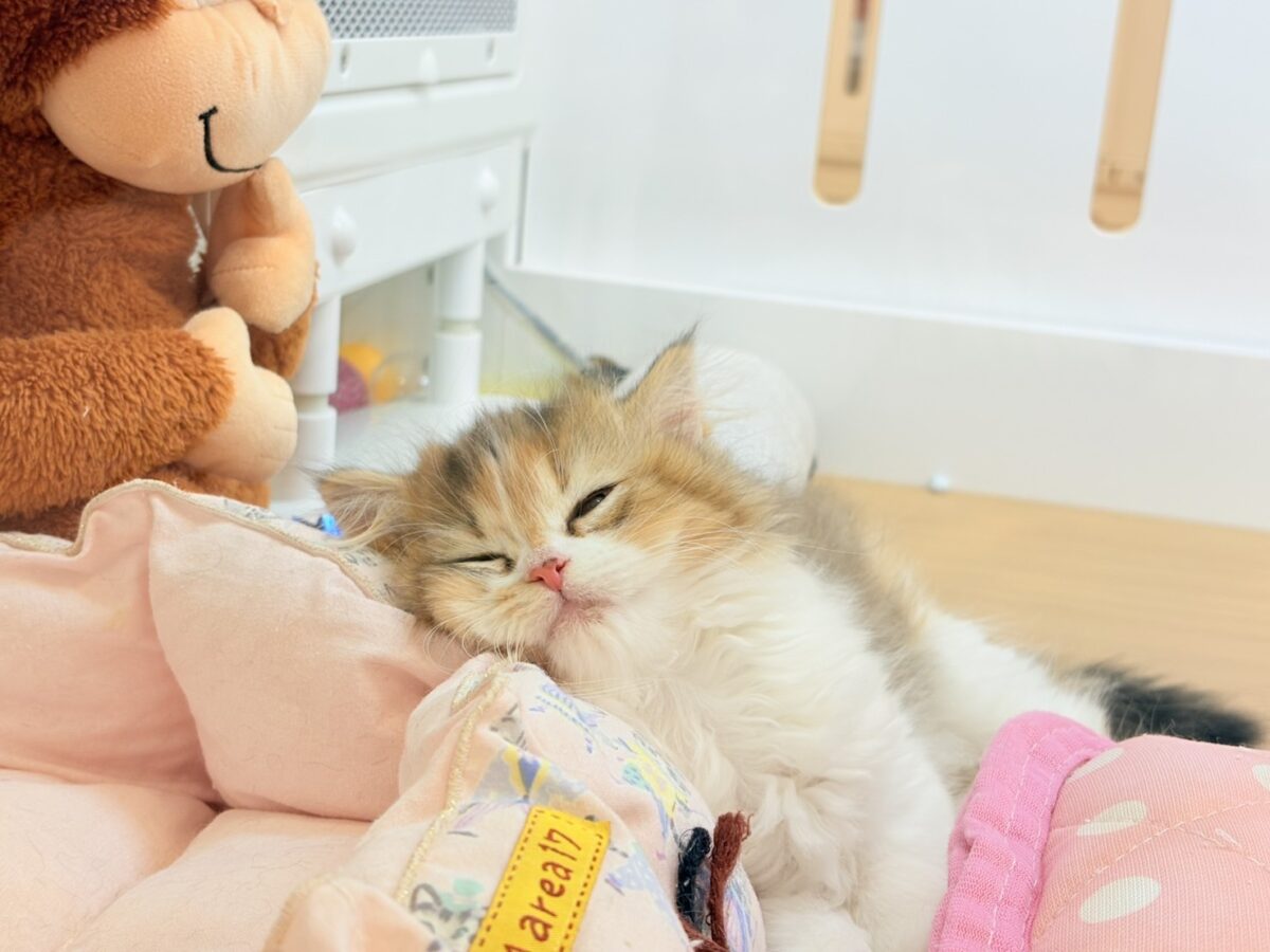 あざとさに乾杯〜♥ブリティッシュロングヘアーちゃん! ブリティッシュショートヘア