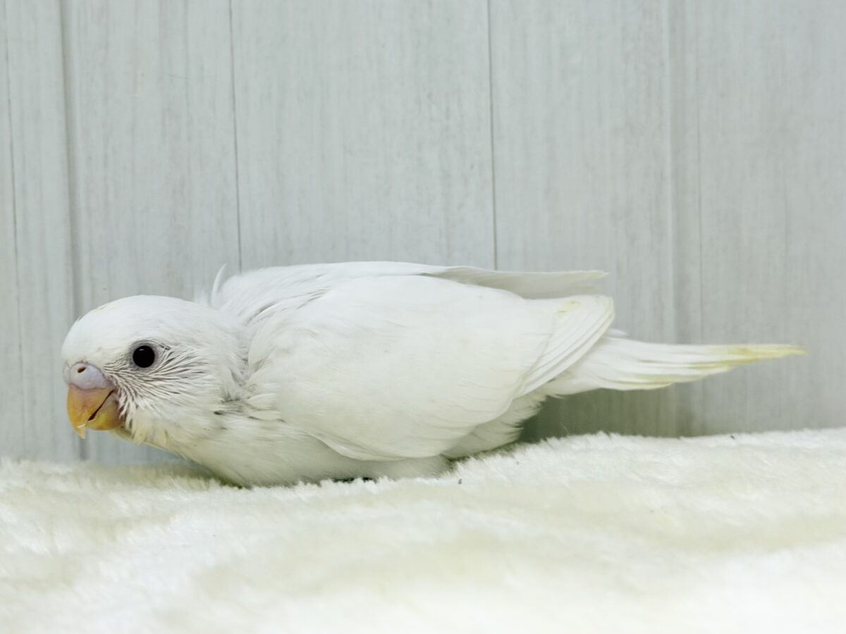 まっしろな天使が舞い降りる〜👼💕︎セキセイインコのヒナ(アルビノ)入荷しました❤️ セキセイインコ