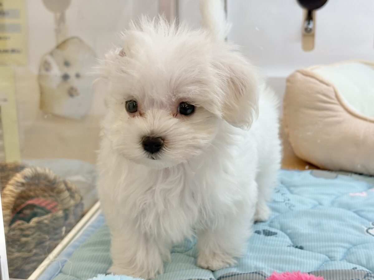 私の名前はかわいいなの〜?マルチーズちゃん! マルチーズ