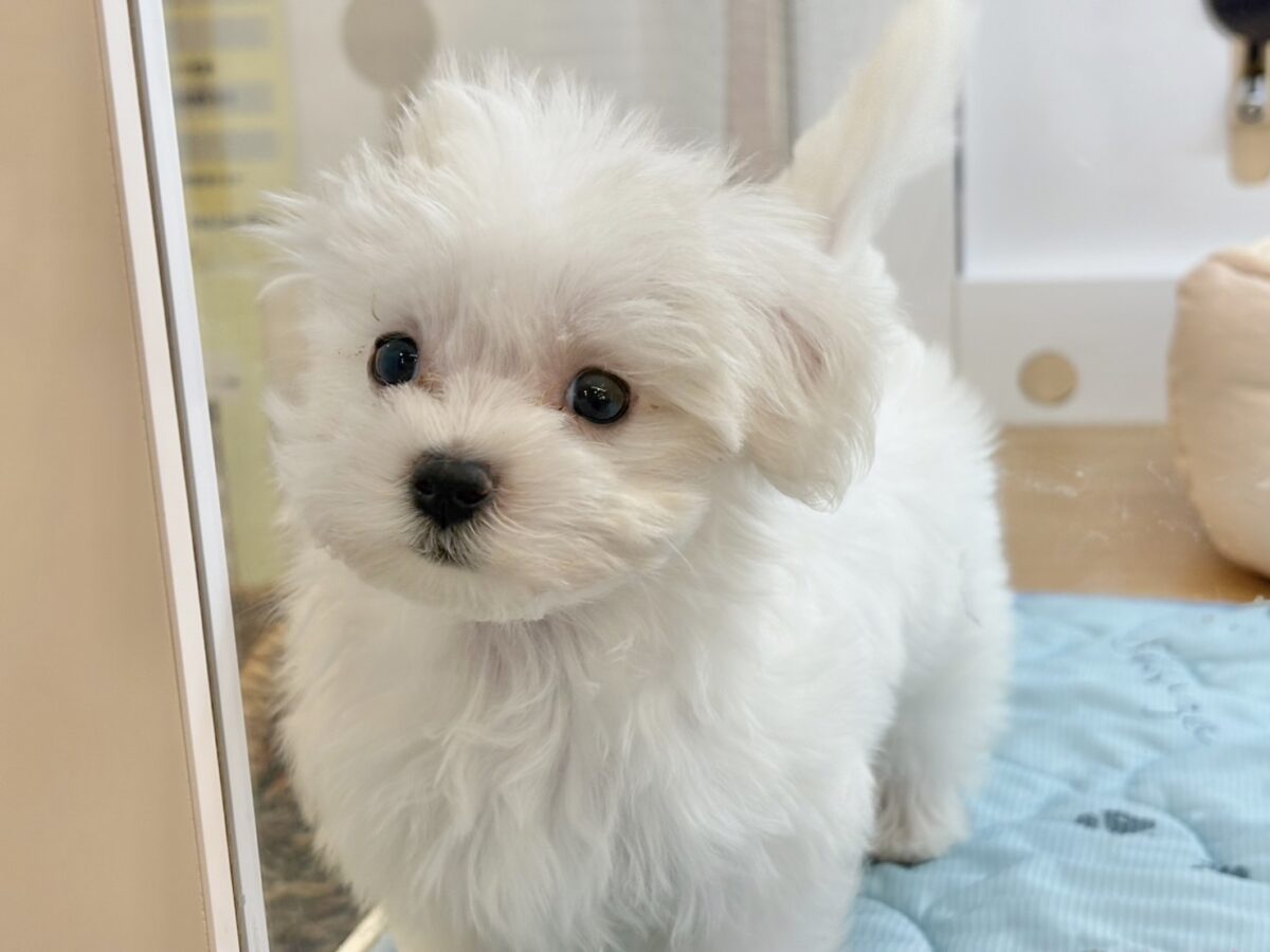私の名前はかわいいなの〜?マルチーズちゃん! マルチーズ