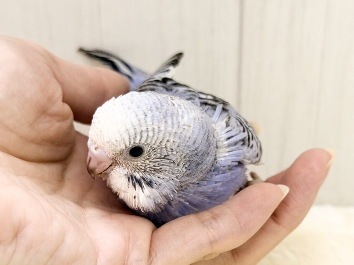 頭がもふっ💕︎セキセイインコのヒナ(バイオレットオパーリン)入荷しました❤️ セキセイインコ