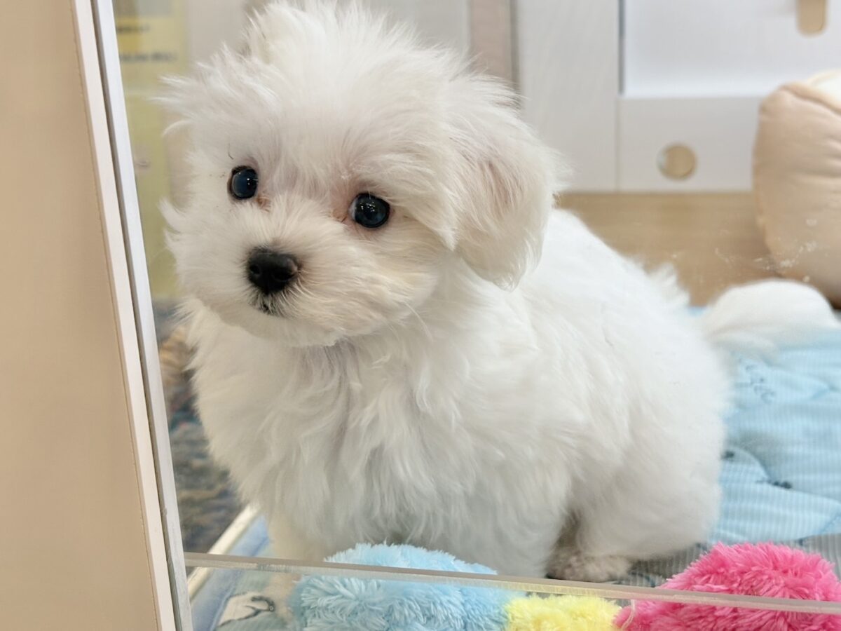 私の名前はかわいいなの〜?マルチーズちゃん! マルチーズ