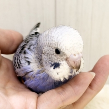 頭がもふっ💕︎セキセイインコのヒナ(バイオレットオパーリン)入荷しました❤️