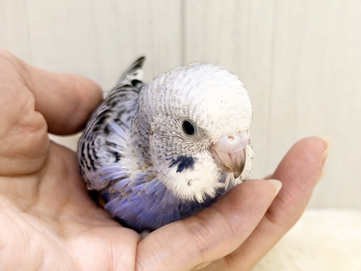 頭がもふっ💕︎セキセイインコのヒナ(バイオレットオパーリン)入荷しました❤️