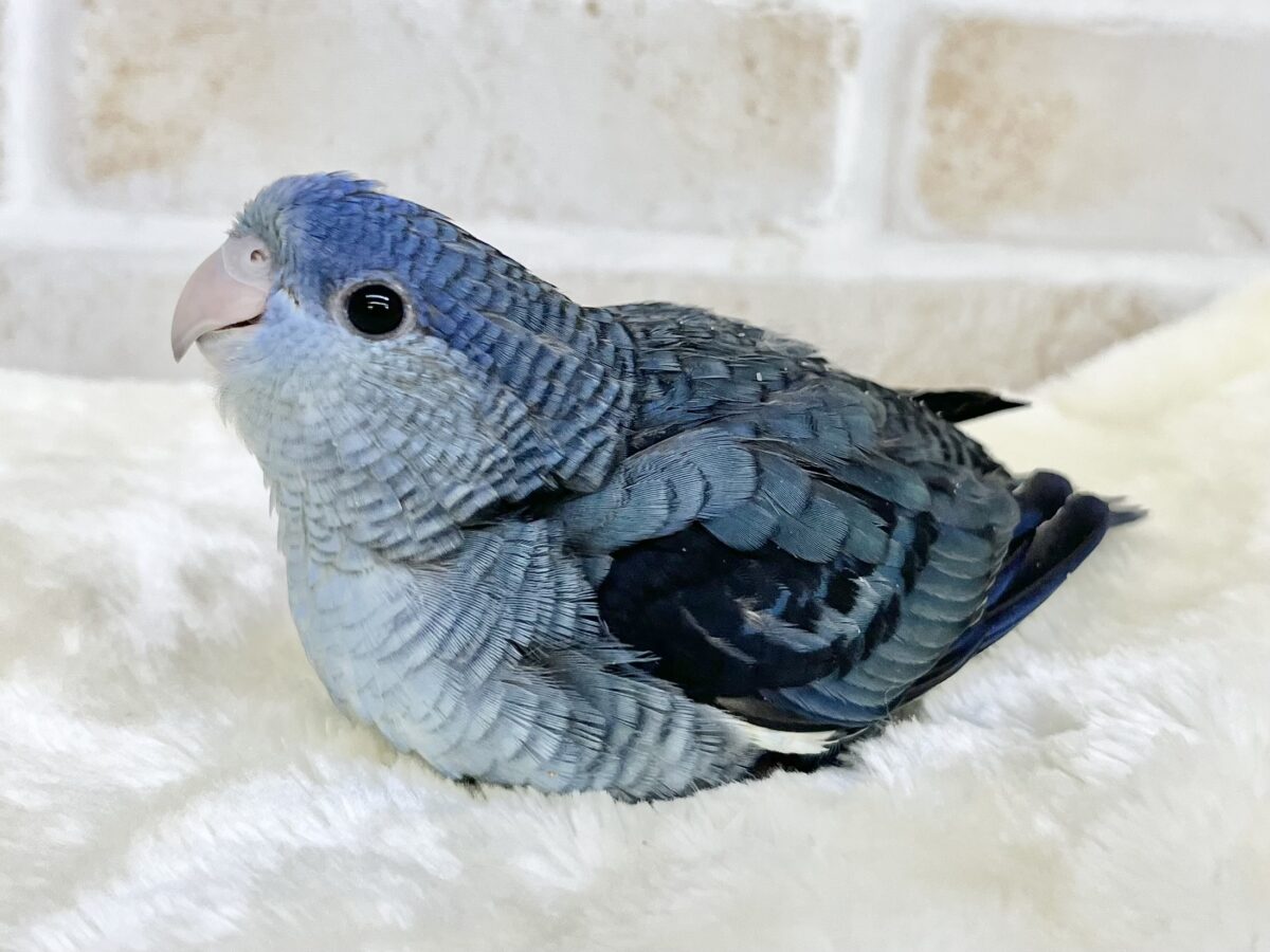 サザナミインコ