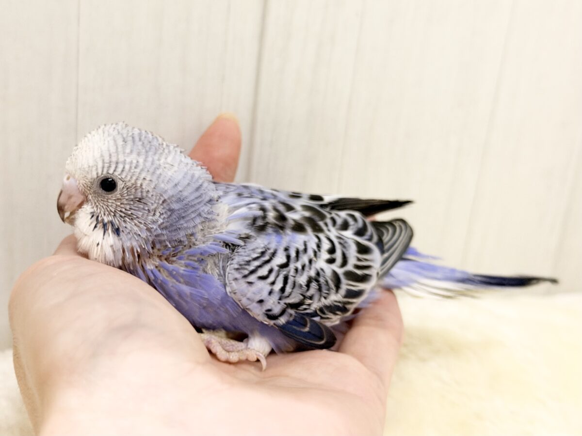 頭がもふっ💕︎セキセイインコのヒナ(バイオレットオパーリン)入荷しました❤️ セキセイインコ