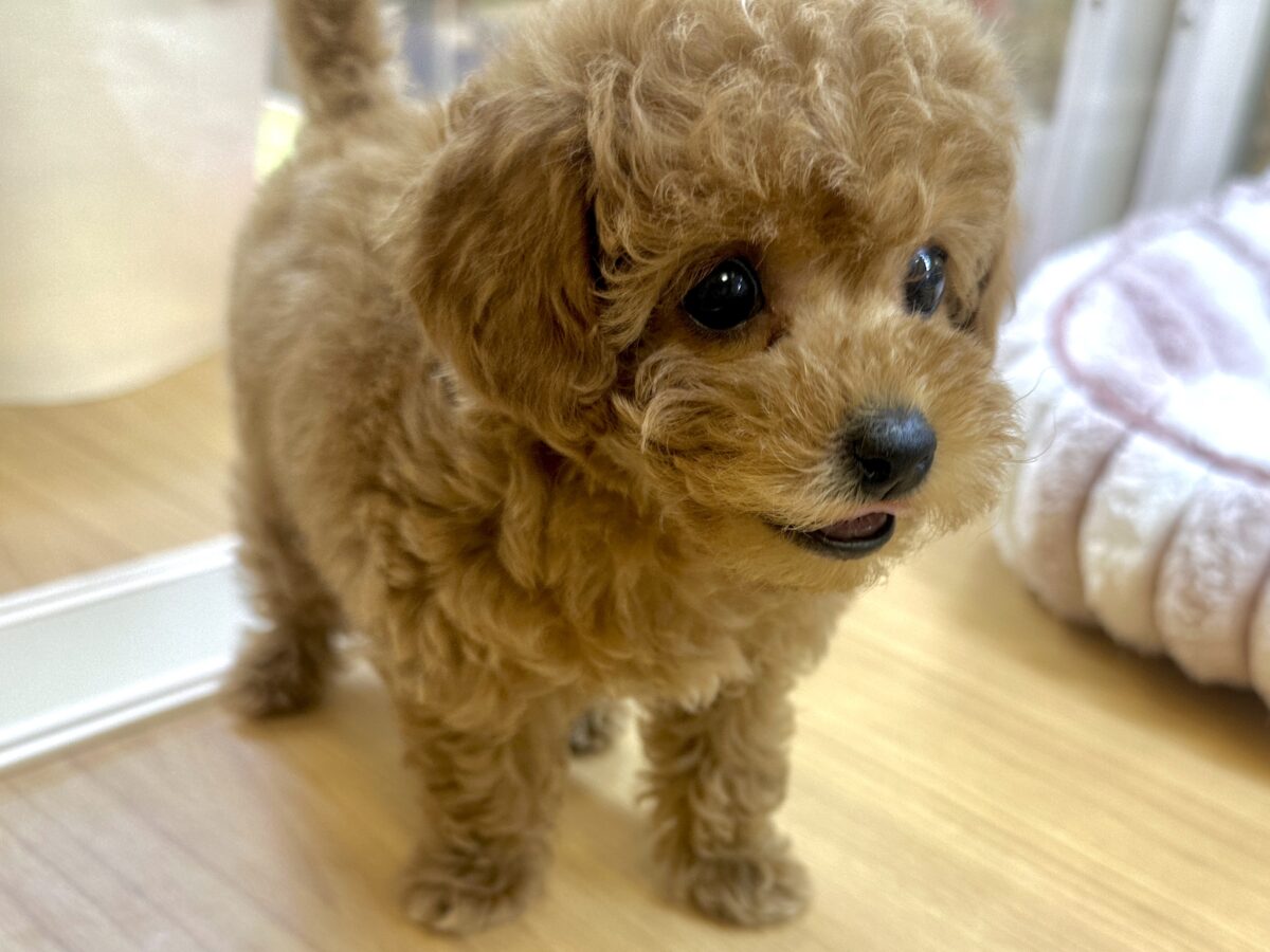 好奇心旺盛𐔌՞⁔ •𖥦•⁔՞𐦯︎︎♥トイプーちゃん トイプードル