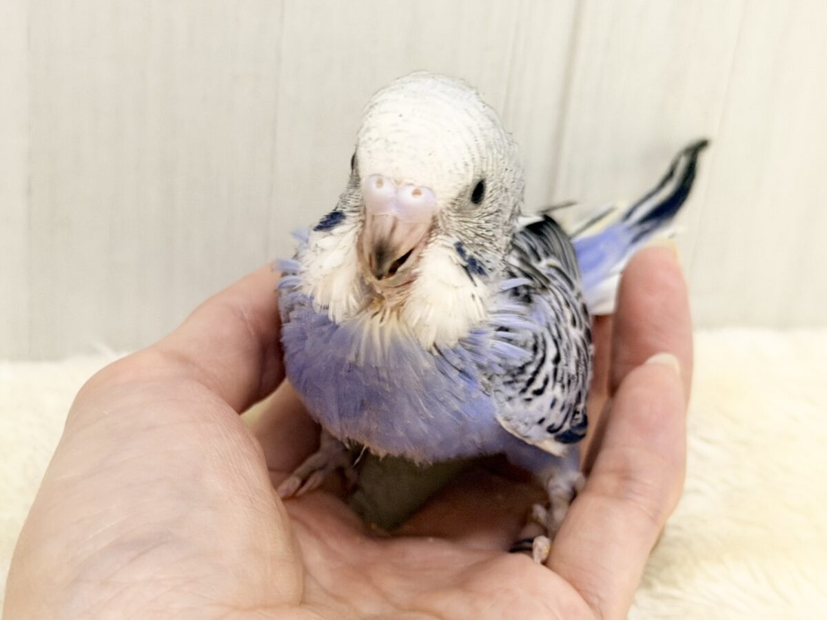 頭がもふっ💕︎セキセイインコのヒナ(バイオレットオパーリン)入荷しました❤️ セキセイインコ