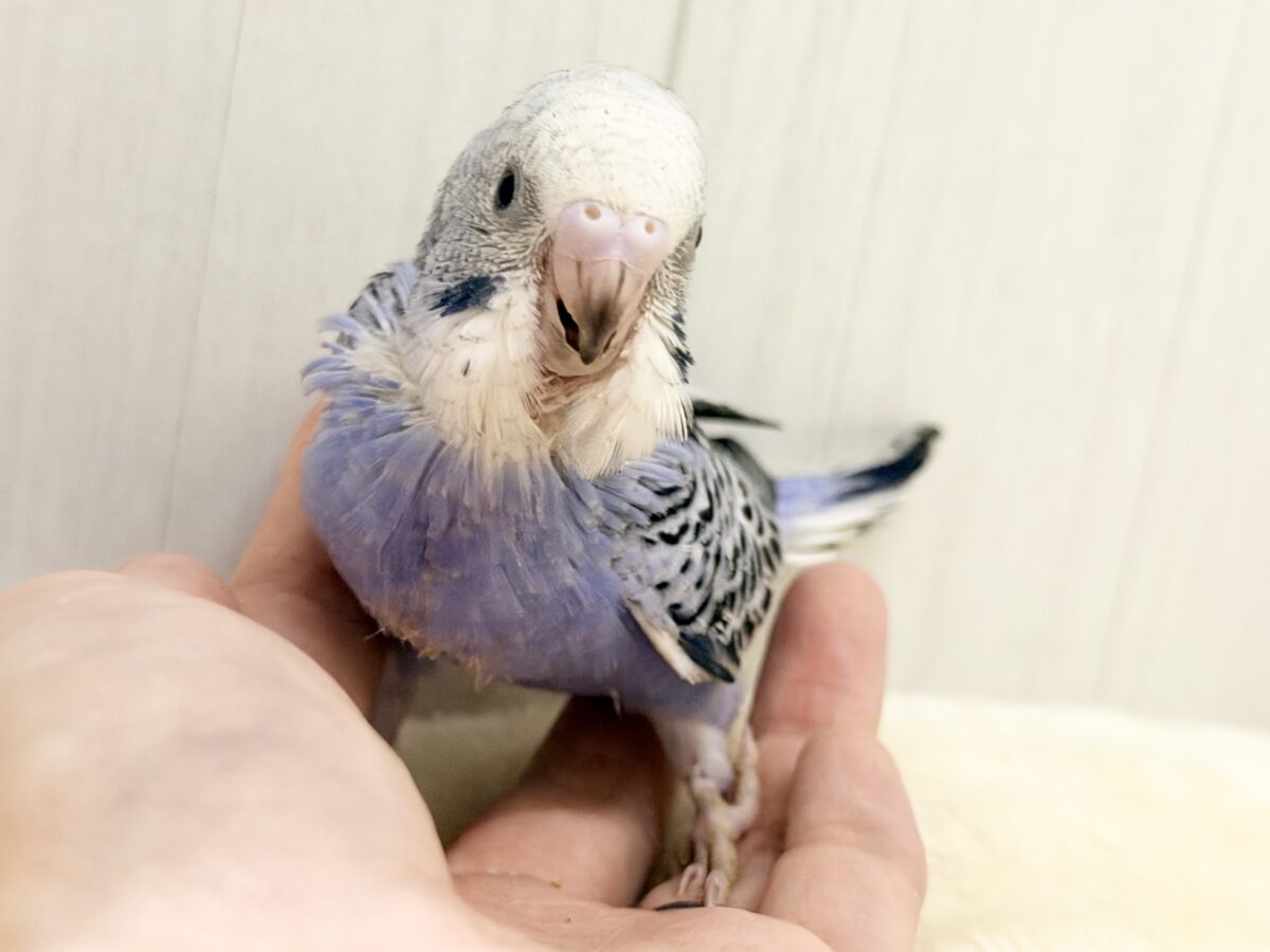 頭がもふっ💕︎セキセイインコのヒナ(バイオレットオパーリン)入荷しました❤️ セキセイインコ