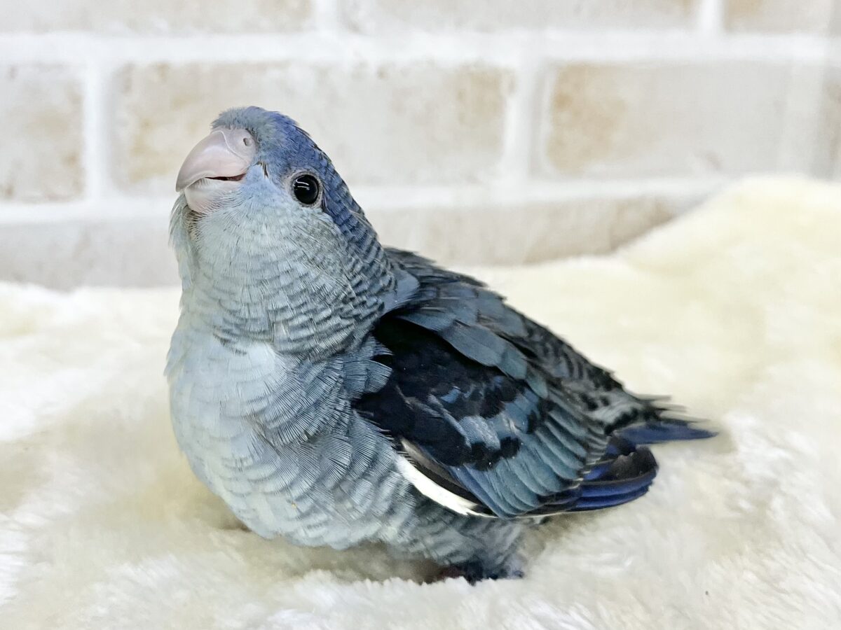 サザナミインコ