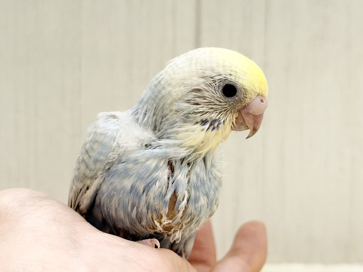 優しいブルー️系🩵🪽セキセイインコのヒナ(パステルレインボースパングル)入荷しました❤️ セキセイインコ