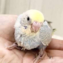 優しいブルー️系🩵🪽セキセイインコのヒナ(パステルレインボースパングル)入荷しました❤️