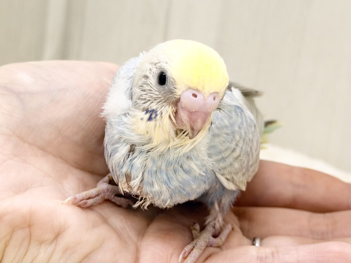 優しいブルー️系🩵🪽セキセイインコのヒナ(パステルレインボースパングル)入荷しました❤️