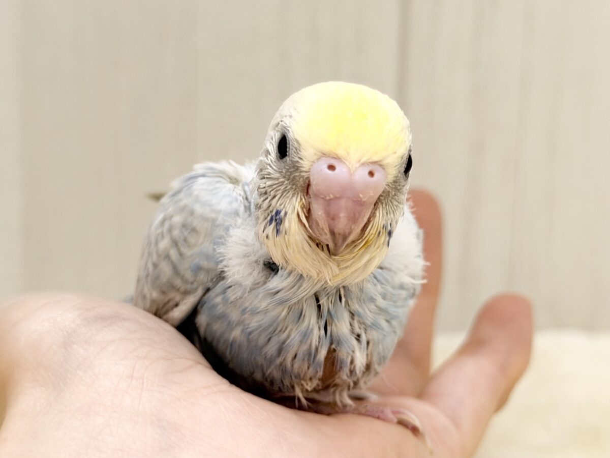 優しいブルー️系🩵🪽セキセイインコのヒナ(パステルレインボースパングル)入荷しました❤️ セキセイインコ