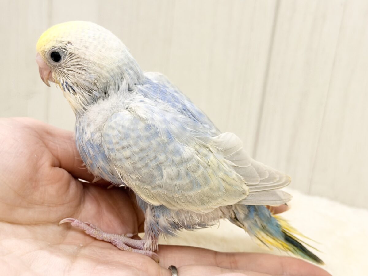 優しいブルー️系🩵🪽セキセイインコのヒナ(パステルレインボースパングル)入荷しました❤️ セキセイインコ