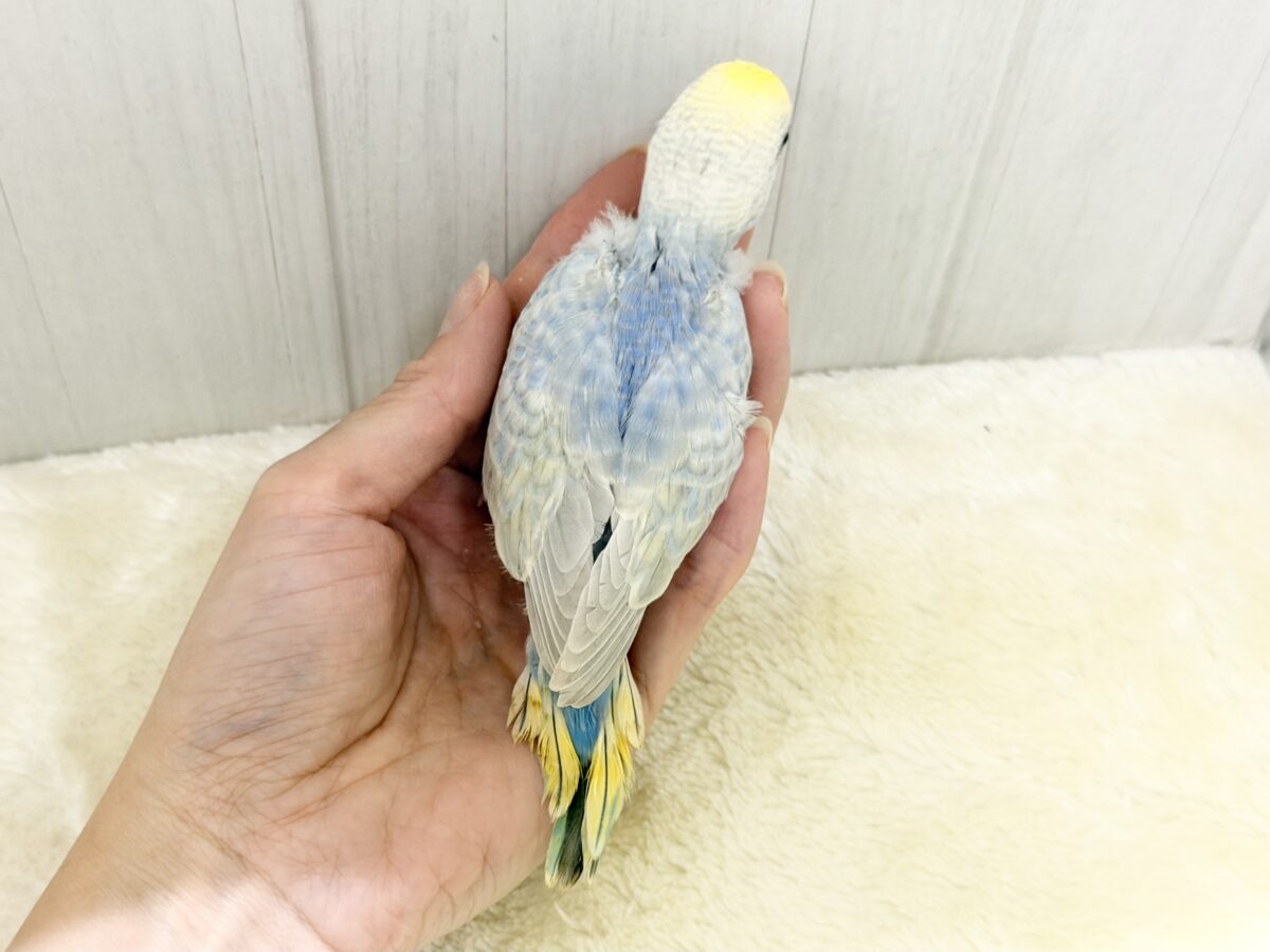 優しいブルー️系🩵🪽セキセイインコのヒナ(パステルレインボースパングル)入荷しました❤️ セキセイインコ