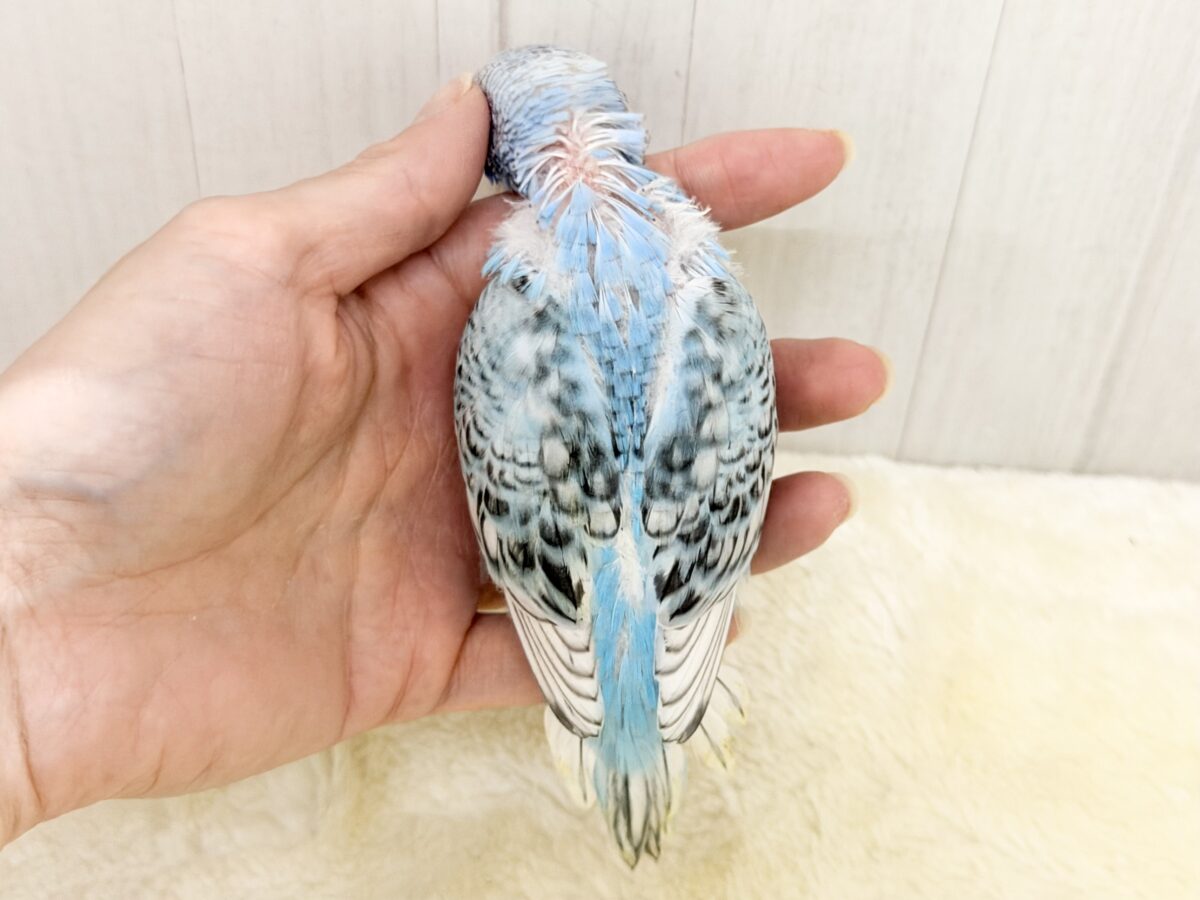 スパンコールで着飾りファッション👗✨️セキセイインコのヒナ(ブルースパングル)入荷しました❤️ セキセイインコ