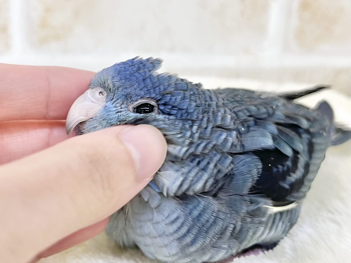 サザナミインコ