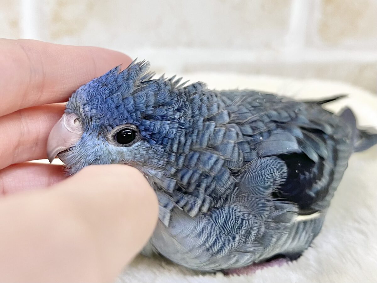サザナミインコ
