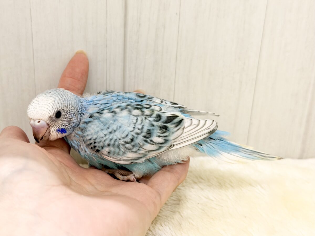 スパンコールで着飾りファッション👗✨️セキセイインコのヒナ(ブルースパングル)入荷しました❤️ セキセイインコ