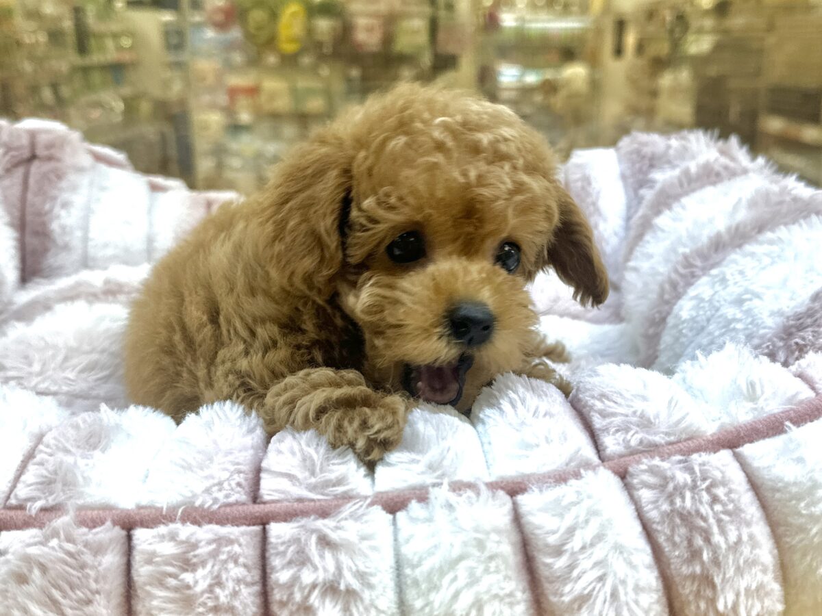 好奇心旺盛𐔌՞⁔ •𖥦•⁔՞𐦯︎︎♥トイプーちゃん トイプードル