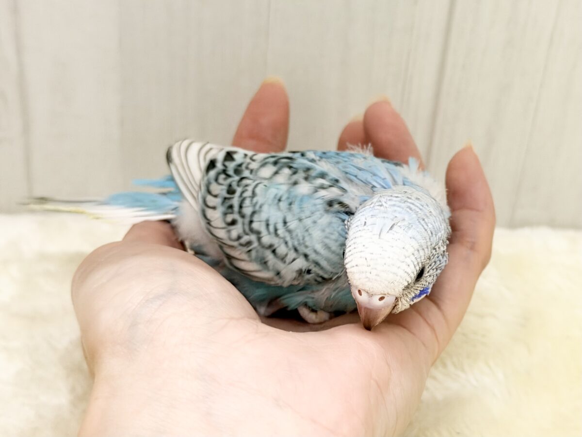 スパンコールで着飾りファッション👗✨️セキセイインコのヒナ(ブルースパングル)入荷しました❤️ セキセイインコ