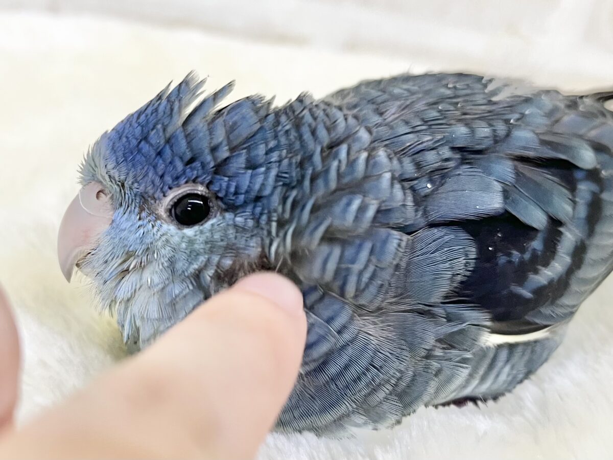 サザナミインコ