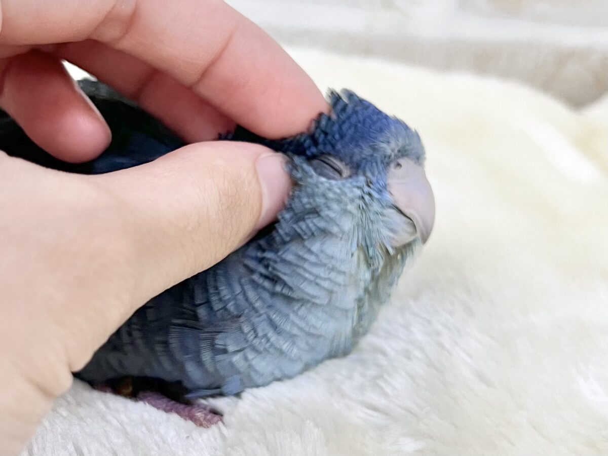 サザナミインコ
