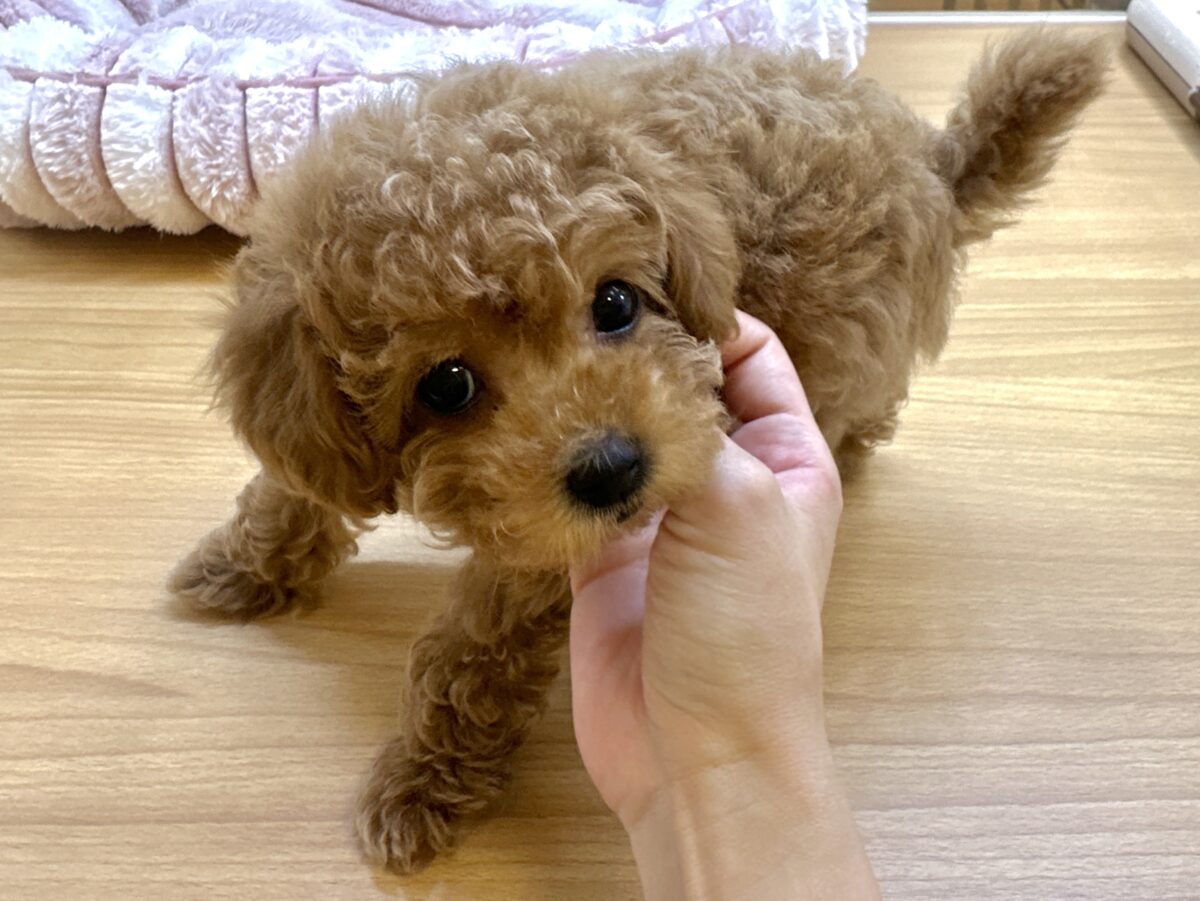 好奇心旺盛𐔌՞⁔ •𖥦•⁔՞𐦯︎︎♥トイプーちゃん トイプードル