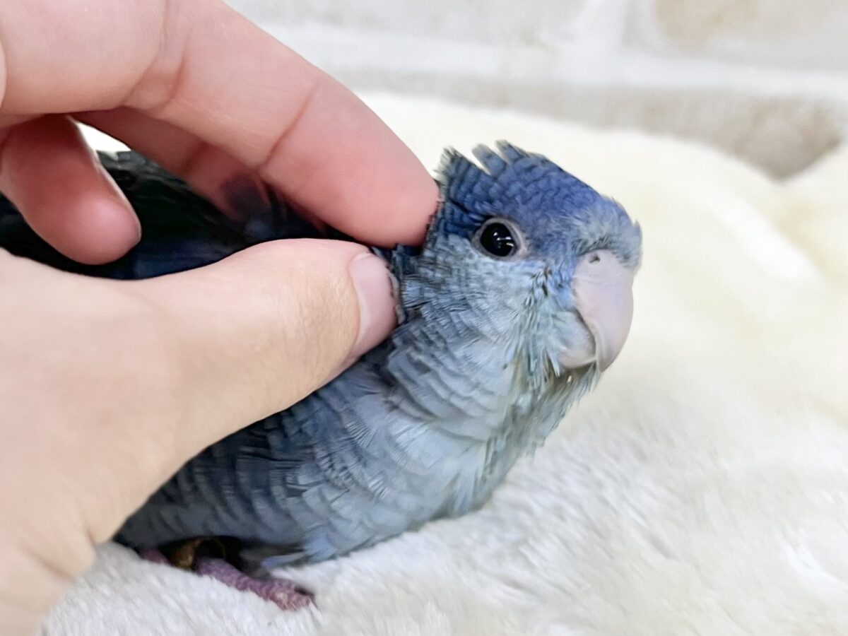 サザナミインコ