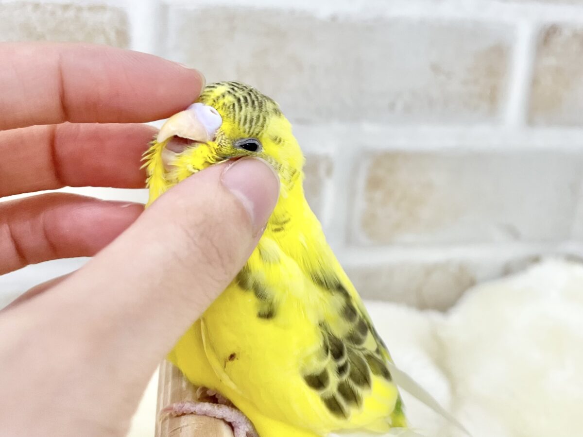 セキセイインコ