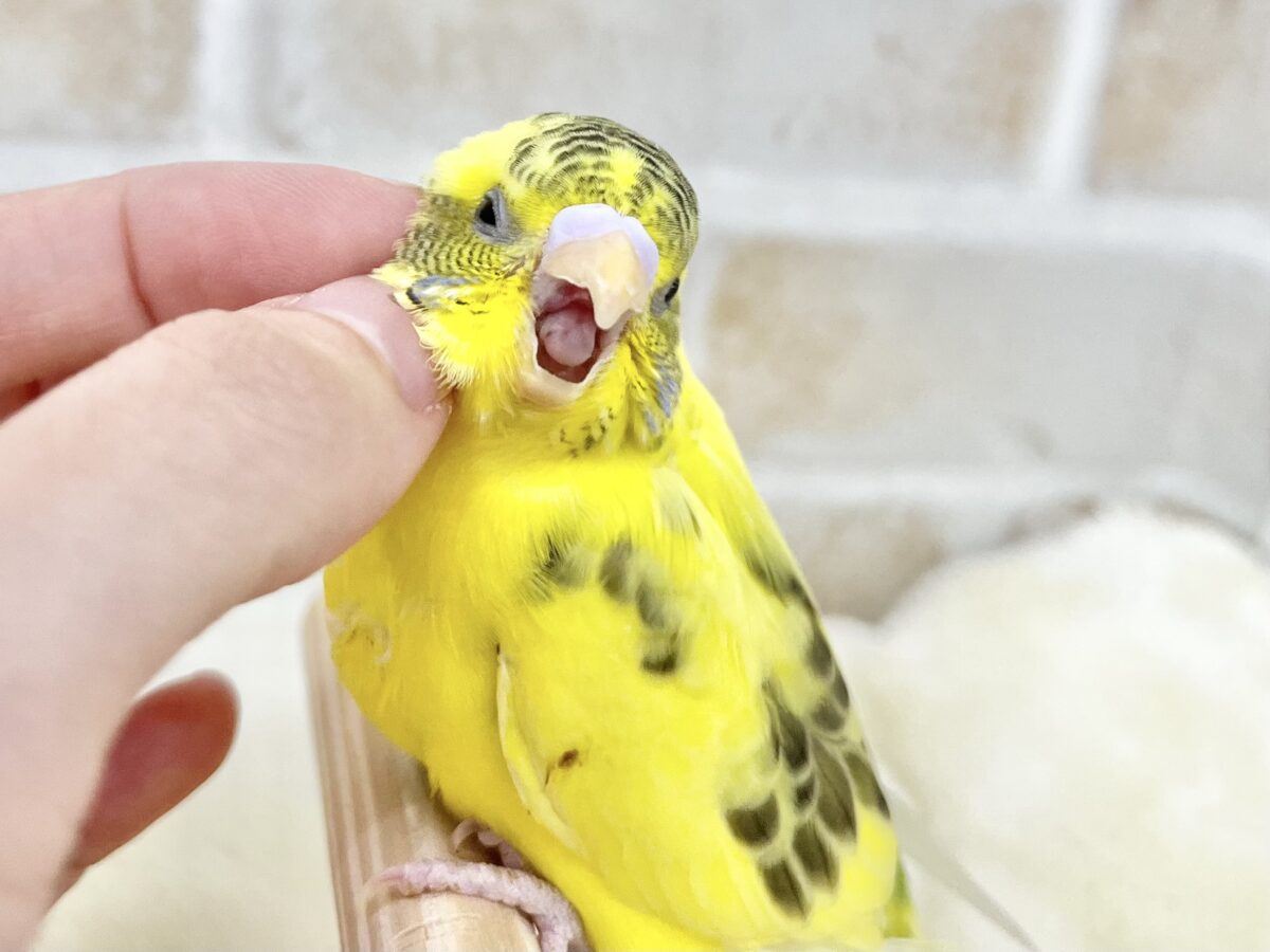 セキセイインコ