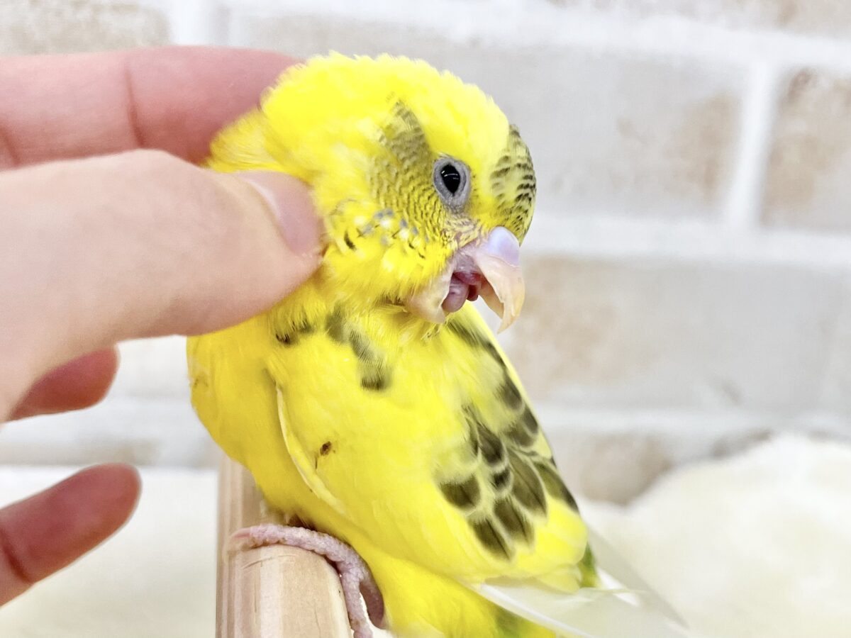 セキセイインコ