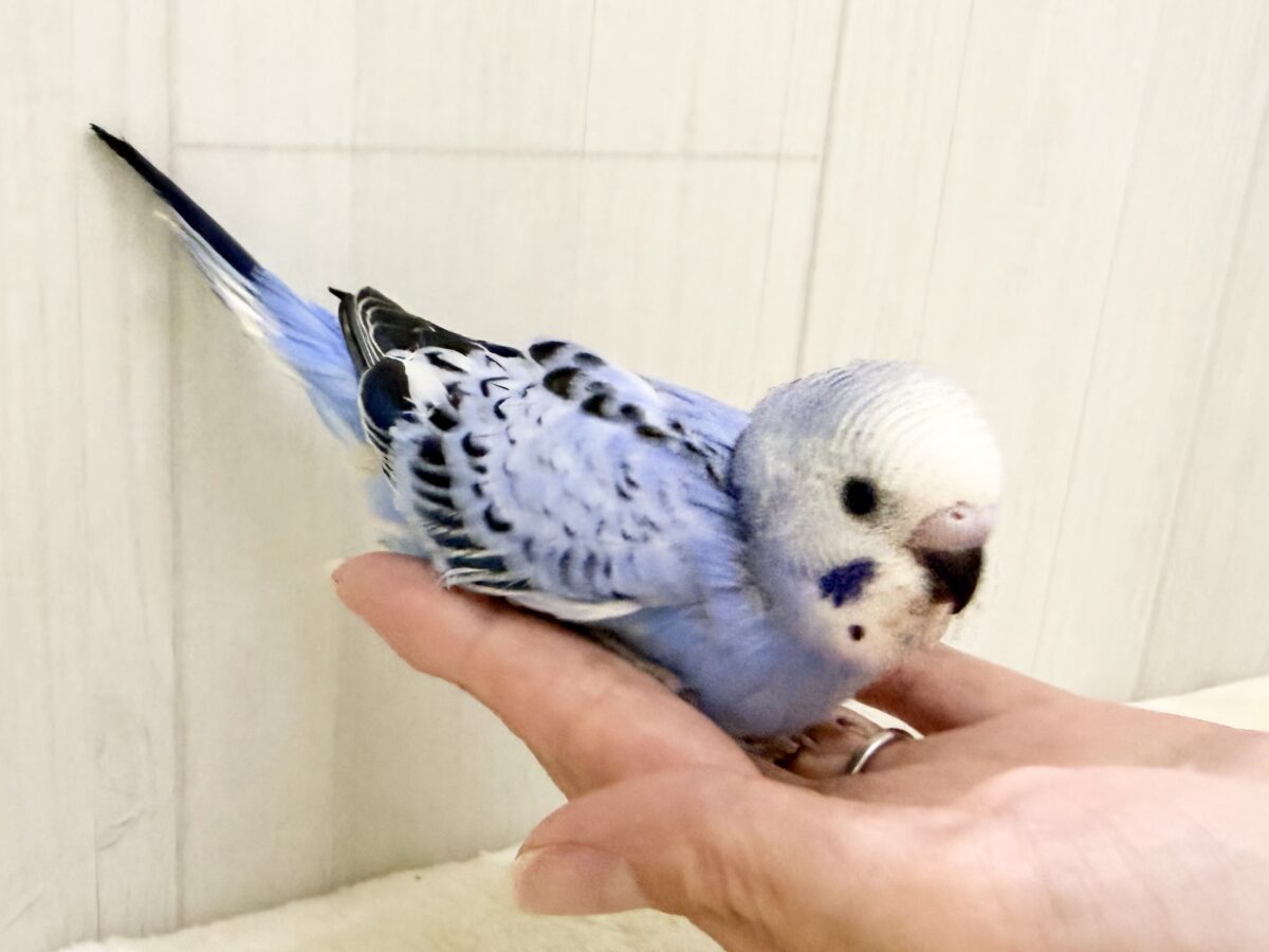 口ばしが真っ黒け〜のセキセイインコのヒナ(ブルーオパーリン)入荷しました❤️ セキセイインコ